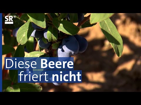 Die sibirische Haskapbeere wird in Bayern heimisch | Genuss mit Zukunft