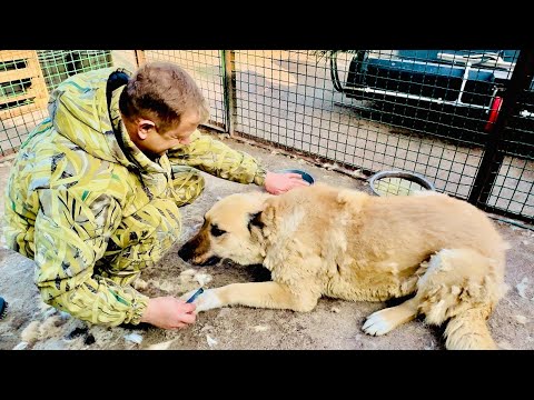 Олег Зубков пришел вычесывать собак, спасенных из Донецка!