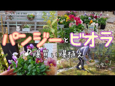 【ガーデニング】パンジーとビオラを買いまくってお庭に飾りまくったら気持ちがとってもハッピーなりました!ビオラだけ、パンジーだけのシンプル植えがブーケみたいな可愛いさでございます。