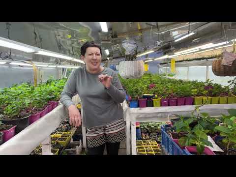 Как в квартире содержать крупнолистные гортензии. Два способа. 07.03