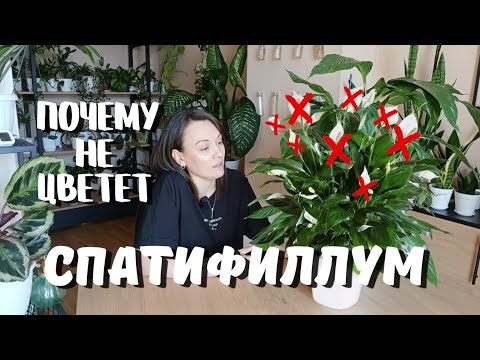 Не цветет? 4 причины, почему спатифиллум молчит!