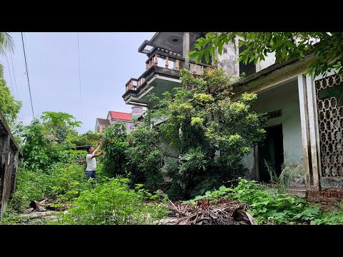Clean up the abandoned house with overgrown trees covering the roof - Satisfied transformation