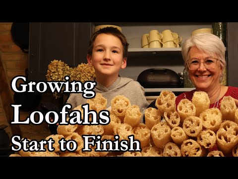 The Loofah Journey: From Tiny Seed to Eco-Friendly Sponge