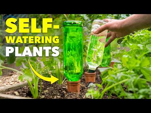 This Ancient Watering Technique will Save Your Plants