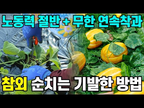 참외 순치는 기발한 방법 알려드립니다