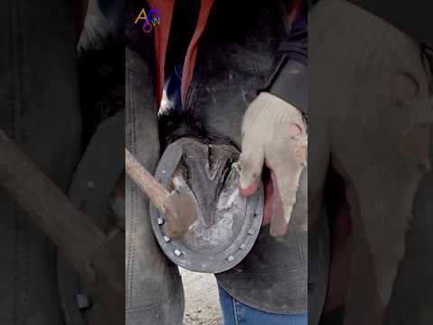 Amazing Process of Creating New Shoe for Horse
