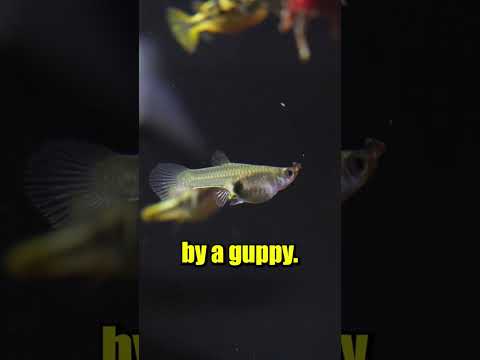 Will my Fish eat this??