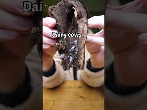 this terrarium will eat anything I put inside of it