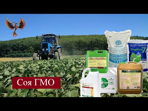 🔥Feeding GMO soybeans by leaf — maximum effect!