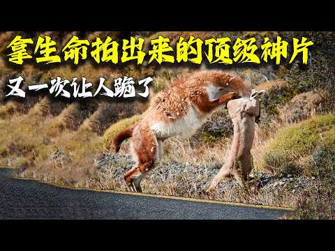 讓一億人哭著打出9.7：自然越殘酷，生命越堅韌！ BBC拿生命拍出來的頂級神片，又一次讓人跪了