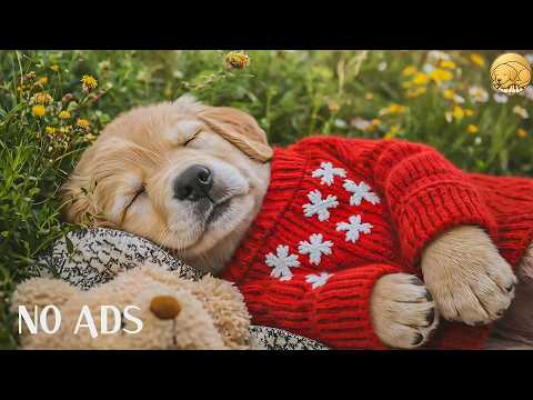 12 HOURS Relaxing Music for Dogs 🐶🌸 Gentle Comfort 🎶 Reduce Stress & Support Calm Behavior 💤 No Ads