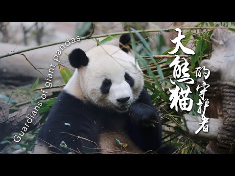 One Apple A Day, Keep A Giant Panda by Your Side? The Story between Giant Pandas and Their Guardians