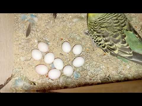 Крупные птенцы волнистых попугаев. Кладка из 10 яиц.