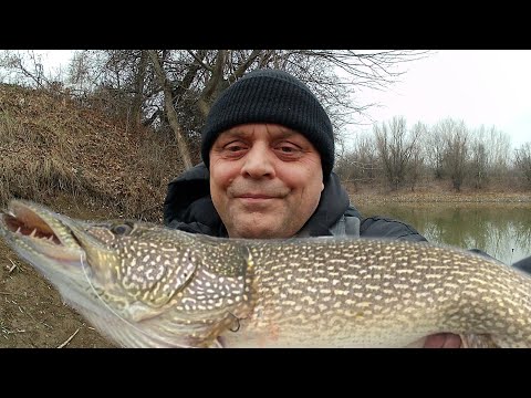 Щука клевала вчера......