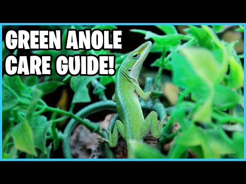 How to take Care of Green Anoles! Green Anole Care Guide!