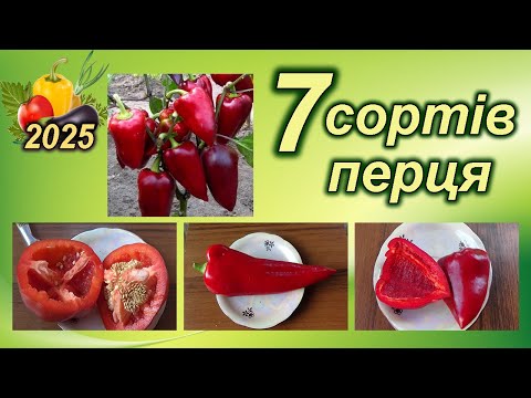 7 СОРТІВ ПЕРЦЯ - урожай відрами в будь яких умовах