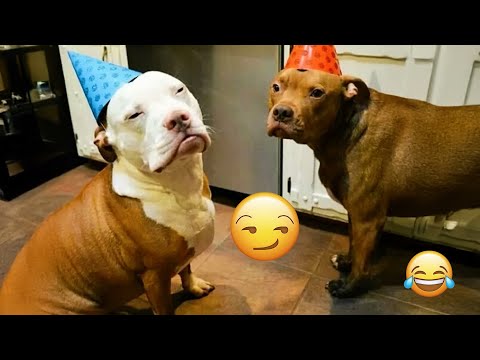 I dare you not to LAUGH at these FUNNY DOGS 😁🦮 - Best Funny Animals Videos 2025 #137