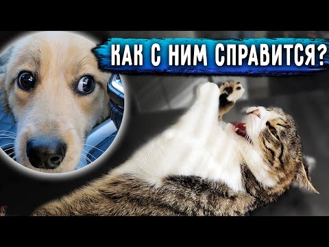 Агрессивный Бася у ветеринаров, делаем укол. Привезла 4 котов на обследование. Дедушка в больнице.