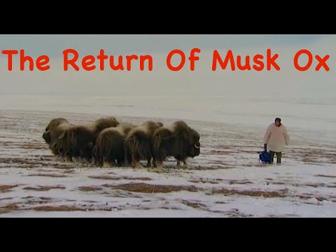 The Return Of Musk Ox. Siberia. Arctic areas. BUSHCRAFT  in the tundra. Survival