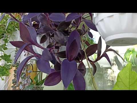 Комнатные Растения На Балконе В Апреле