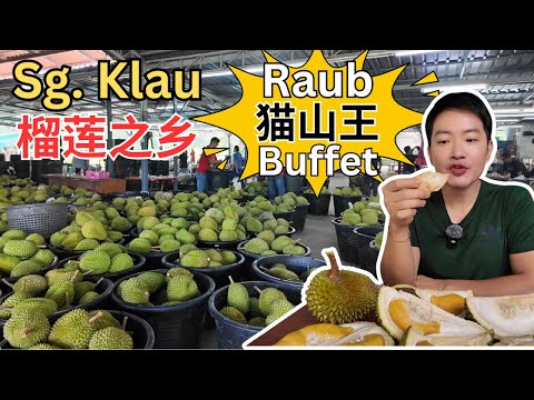 [Raub Sg. Klau 双溪吉流～榴莲之乡] 劳勿Leong Brother 猫山王榴莲批发现场！超实惠猫山王自助餐 ！参观黑刺和猫山王果园！老杨咖喱山猪肉！水鱼，田鸡，黄鳝野味大餐！