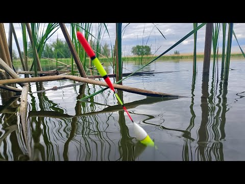 ЭТО МОНСТР! РЕКОРД НА УДОЧКУ В ДИКОМ ЛЕСУ! ТРОФЕЙНАЯ РЫБАЛКА НА ПОПЛАВОК