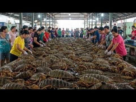 The Giant Lobster Bathynomus Giganteus Snail Dishes Local Seafood In Asia Seafood Collection 2025