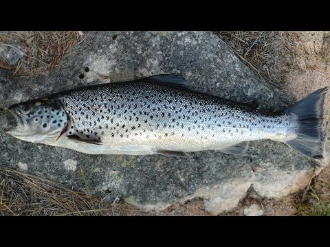 Знакомство с Карелией. Марс атакует. Часть 9