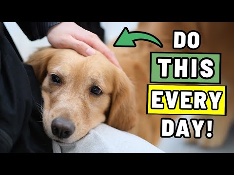 9 Things You Rarely Do for Your Dog (But Should Every Day)