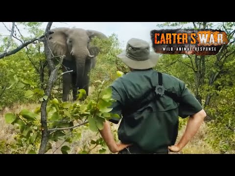 Investigating the Controversial Elephant War | Carters WAR