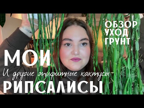 ОБЗОР моих РИПСАЛИСОВ | уход | ГРУНТ | КОЛЛЕКЦИЯ лесных кактусов | ЭПИФИЛЛУМЫ | УКОРЕНЕНИЕ