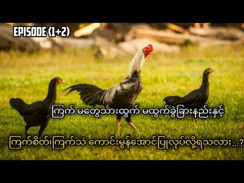 သားထွက်မထွက်နှင့်ကြက်စိတ်ကြက်သဲ မေးခွန်းနှစ်ခုကို ဖြေကြားပေးထားပါတယ်