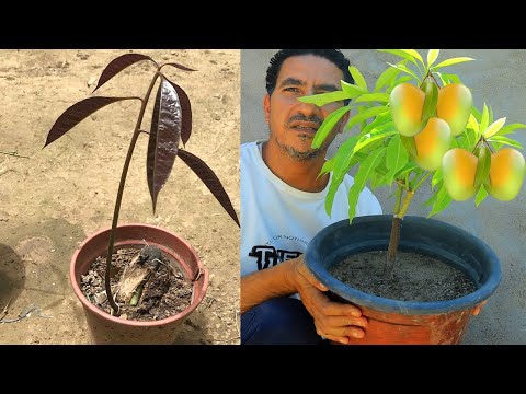 اسهل طريقة لزراعة شجرة مانجو 🥭فى المنزل من البداية حتى الاثمار بالتفصيل