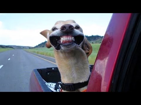 Cats 🐱 & Dogs 🐶 Fails #13 | Funniest Compilation 2025