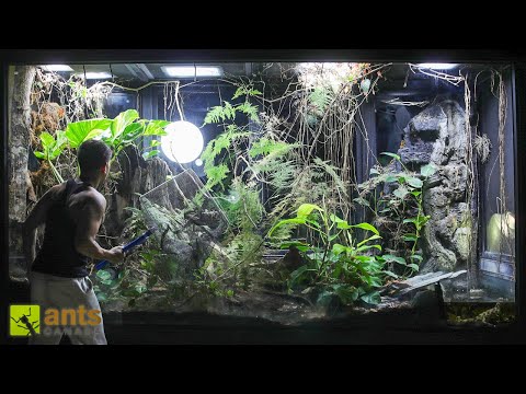 UPDATE on My Giant Cloud Rainforest Vivarium 1.5 Yrs Later