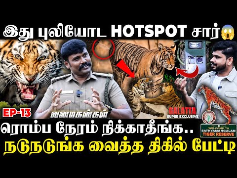 🐅புலிக்கு பெரிய விருந்து காட்டெருமை தான்🦬Mating Time-ல பயங்கரமா உறுமும்😳| Tiger Reserve Forest Visit