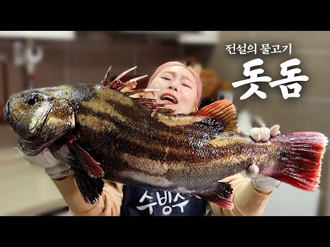 돗돔 잡을 확률=로또 당첨 확률.... 올해 운 다 썼다