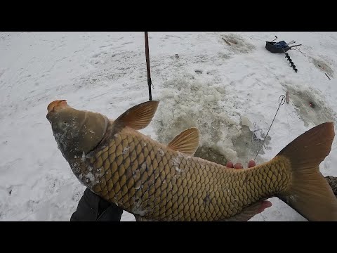 НАШЛИ СКОПЛЕНИЕ САЗАНА В КОРЯЖНИКЕ И ДАВАЙ ЕГО ТАСКАТЬ!!! ЖЕСТЬ!!! О ТАКОЙ РЫБАЛКЕ Я И НЕ МЕЧТАЛ...