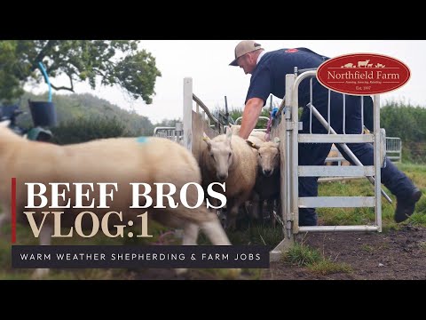 BEEF BROS Vlog 1: Warm weather shepherding and other farm jobs