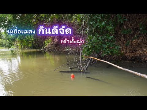 กินดี กินไว้จัด เหยื่อเเมลงในน้ำ ตกคันไม้ไผ่หย่อนลงเป็นกิน / บ้านนอก EP.978