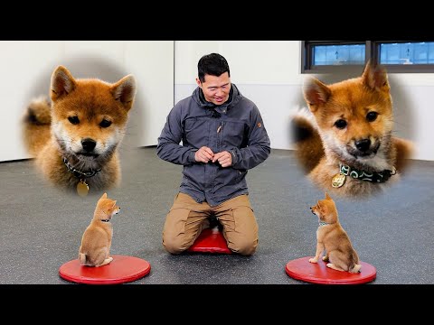 Training two Shiba Inu dogs with twice the cuteness [Puppy Training]