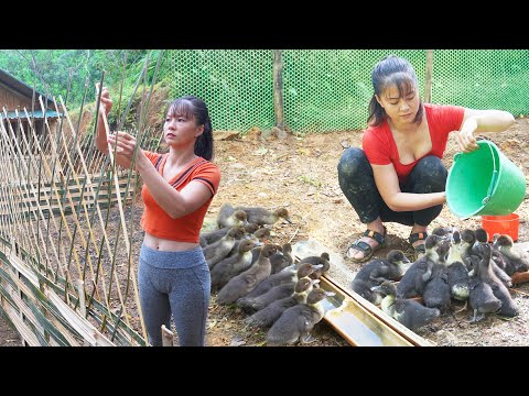 160 Day: Phuong Raising Geese, Vegetable Garden, Cooking,...Farm Life | Video Timelapse