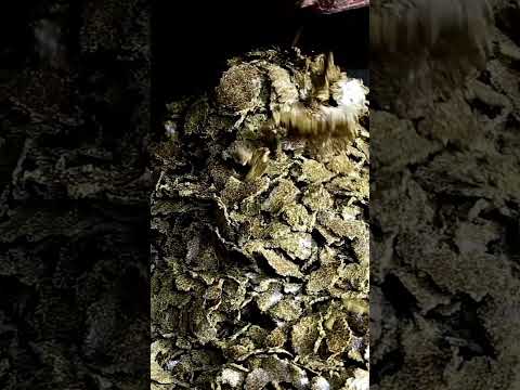 A wild and crazy fact about Nevada