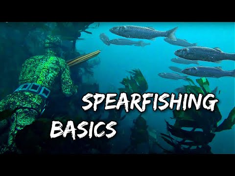 SPEARFISHING FOR BEGINNERS - Shore Diving Edition
