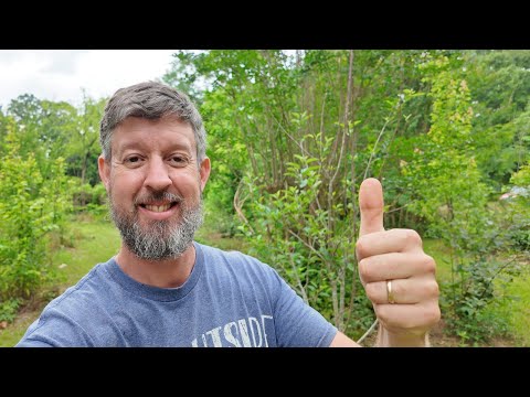 David The Good's Food Forest Tour (at almost 3 years!)