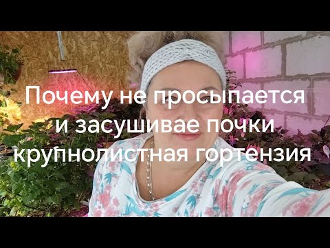 Почему не просыпаются и засушивают почки крупнолистные гортензии.