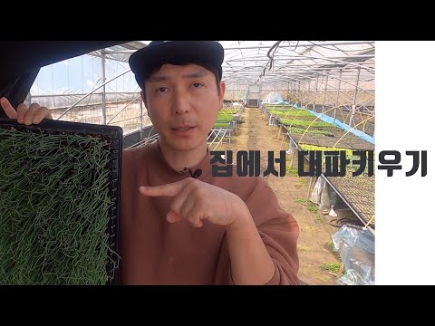 대파키우기 대파 발아시키기 식물키우기  growing green onion