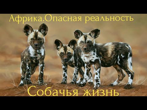 Африка.Опасная реальность.Собачья жизнь.