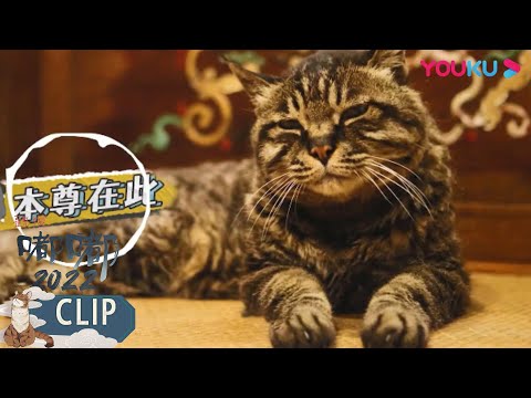 人不如猫，观复猫家族大盘点 | 观复嘟嘟 2022 | 优酷纪实 YOUKU DOCUMENTARY