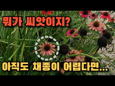 씨앗을 구분하는 방법과 채종 노하우